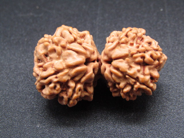 Nepali 12 Mukhi Gauri Shankar Rudraksha