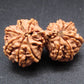Nepali 12 Mukhi Gauri Shankar Rudraksha