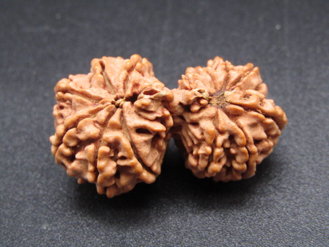 Nepali 12 Mukhi Gauri Shankar Rudraksha