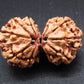 Nepali 10 Mukhi Gauri Shankar Rudraksha