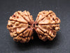 Nepali 10 Mukhi Gauri Shankar Rudraksha