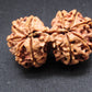 Nepali 10 Mukhi Gauri Shankar Rudraksha