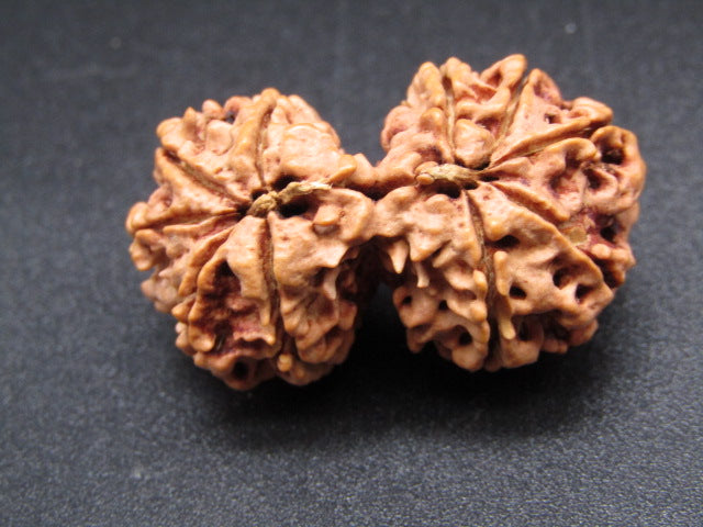 Nepali 10 Mukhi Gauri Shankar Rudraksha