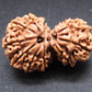 Nepali 11 Mukhi Gauri Shankar Rudraksha