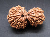 Nepali 11 Mukhi Gauri Shankar Rudraksha