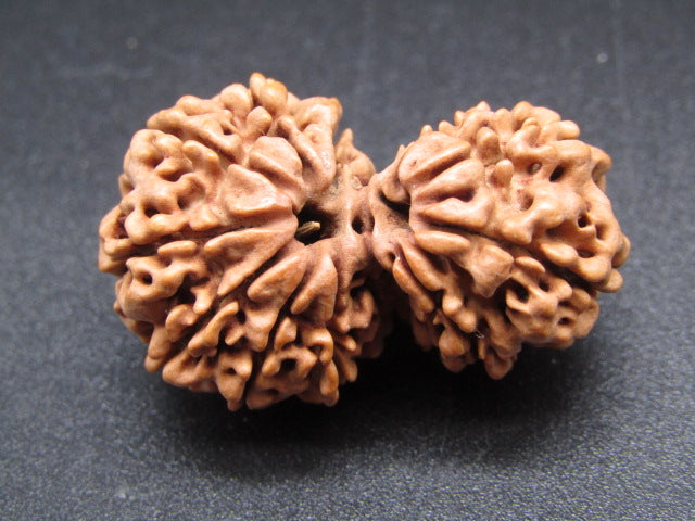 Nepali 11 Mukhi Gauri Shankar Rudraksha