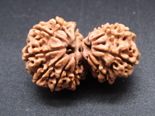 Nepali 11 Mukhi Gauri Shankar Rudraksha