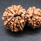 Nepali 11 Mukhi Gauri Shankar Rudraksha