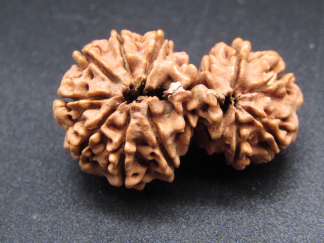 Nepali 11 Mukhi Gauri Shankar Rudraksha