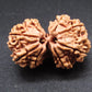 Nepali 10 Mukhi Gauri Shankar Rudraksha