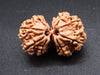 Nepali 10 Mukhi Gauri Shankar Rudraksha
