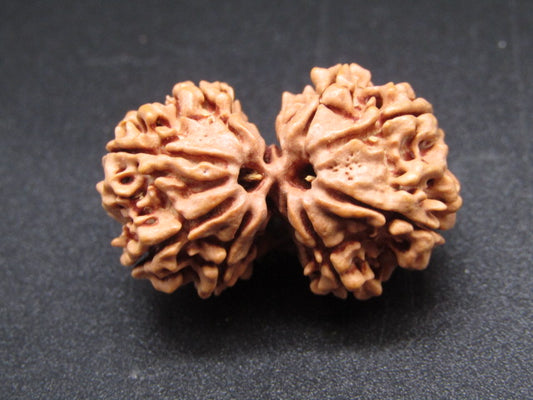 Nepali 10 Mukhi Gauri Shankar Rudraksha