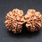 Nepali 10 Mukhi Gauri Shankar Rudraksha