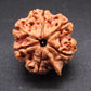 Nepali 6 Mukhi Ganesh Rudraksha