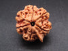 Nepali 6 Mukhi Ganesh Rudraksha
