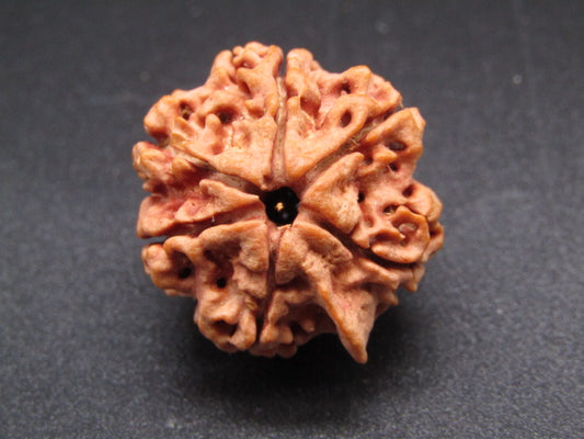 Nepali 6 Mukhi Ganesh Rudraksha