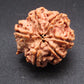 Nepali 6 Mukhi Ganesh Rudraksha