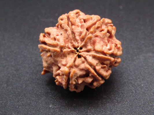 Nepali 6 Mukhi Ganesh Rudraksha