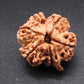 Nepali 6 Mukhi Ganesh Rudraksha
