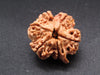 Nepali 6 Mukhi Ganesh Rudraksha