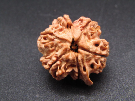 Nepali 6 Mukhi Ganesh Rudraksha