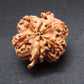Nepali 6 Mukhi Ganesh Rudraksha