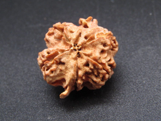 Nepali 6 Mukhi Ganesh Rudraksha
