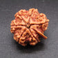 Nepali 6 Mukhi Ganesh Rudraksha