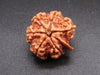 Nepali 6 Mukhi Ganesh Rudraksha