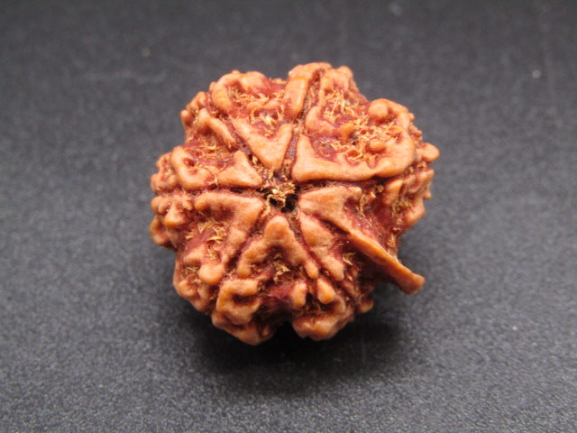 Nepali 6 Mukhi Ganesh Rudraksha