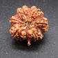 Nepali 6 Mukhi Ganesh Rudraksha