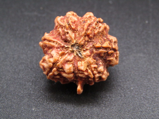 Nepali 6 Mukhi Ganesh Rudraksha