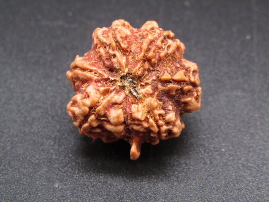 Nepali 6 Mukhi Ganesh Rudraksha