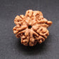 Nepali 5 Mukhi Ganesh Rudraksha