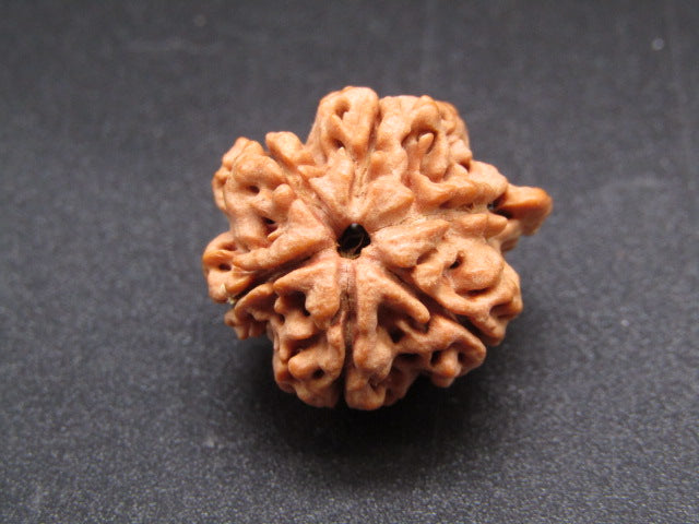 Nepali 5 Mukhi Ganesh Rudraksha