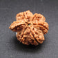 Nepali 5 Mukhi Ganesh Rudraksha
