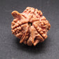 Nepali 5 Mukhi Ganesh Rudraksha