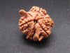 Nepali 5 Mukhi Ganesh Rudraksha