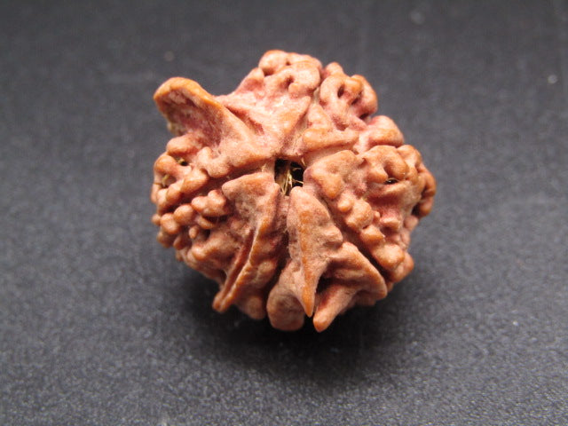 Nepali 5 Mukhi Ganesh Rudraksha
