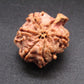 Nepali 5 Mukhi Ganesh Rudraksha
