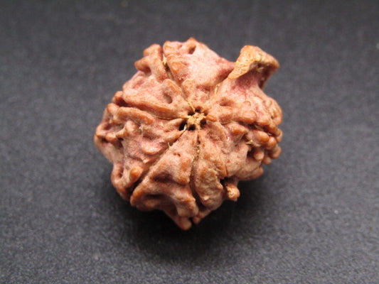 Nepali 5 Mukhi Ganesh Rudraksha