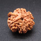 Nepali 5 Mukhi Ganesh Rudraksha