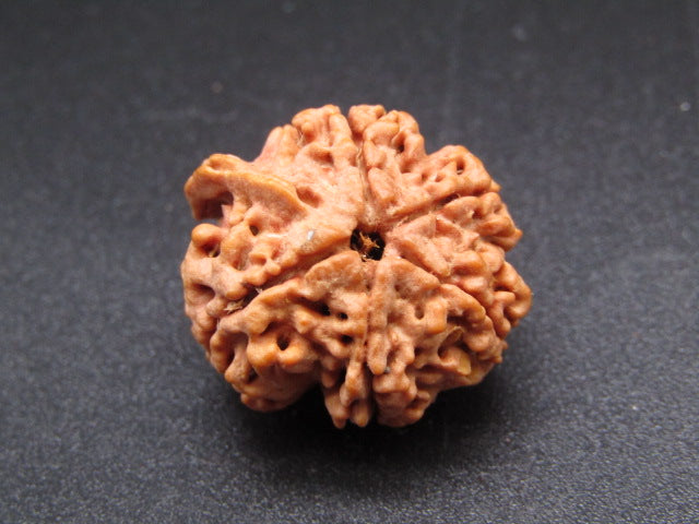 Nepali 5 Mukhi Ganesh Rudraksha