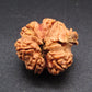 Nepali 5 Mukhi Ganesh Rudraksha