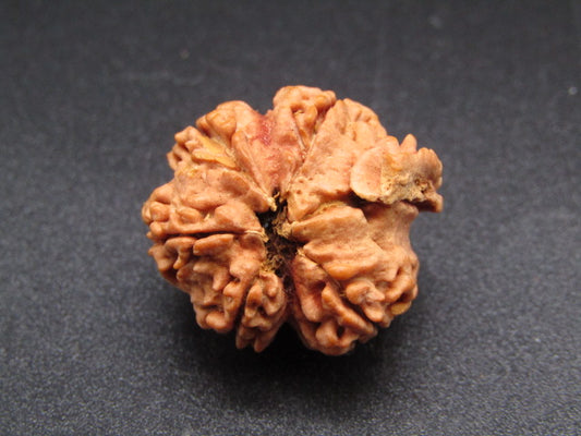 Nepali 5 Mukhi Ganesh Rudraksha
