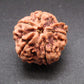 Nepali 5 Mukhi Ganesh Rudraksha