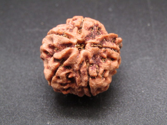 Nepali 5 Mukhi Ganesh Rudraksha
