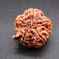 Nepali 5 Mukhi Ganesh Rudraksha