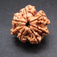 Nepali 6 Mukhi Ganesh Rudraksha