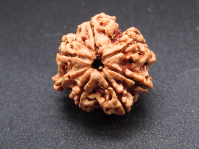 Nepali 6 Mukhi Ganesh Rudraksha